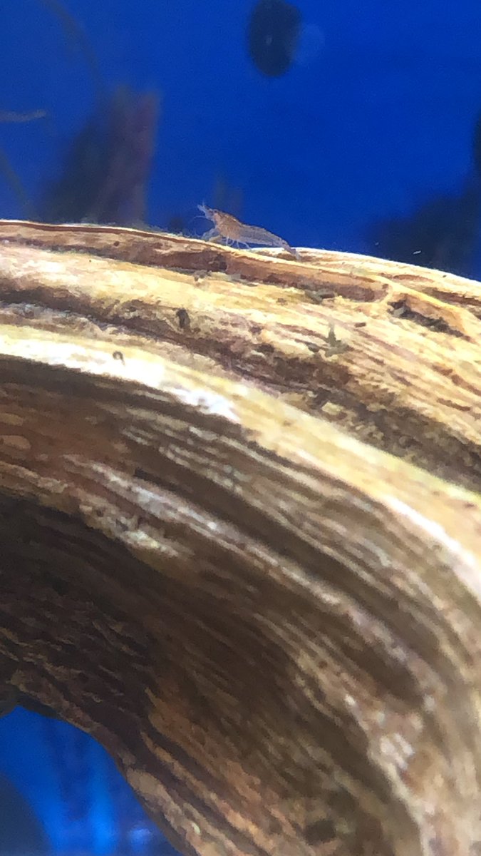 Day 24/ #shrimptankAre you ready for some cherry shrimp  baby  pics?!How about some closeups of the Blue Team ?