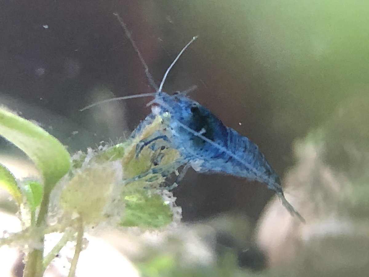 Day 24/ #shrimptankAre you ready for some cherry shrimp  baby  pics?!How about some closeups of the Blue Team ?