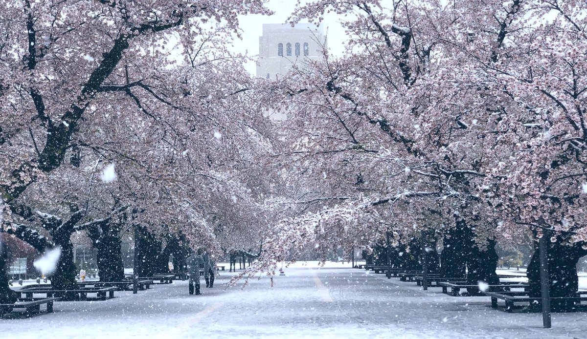 満開の桜に雪が降り積もる景色がエモすぎる件 話題の画像プラス