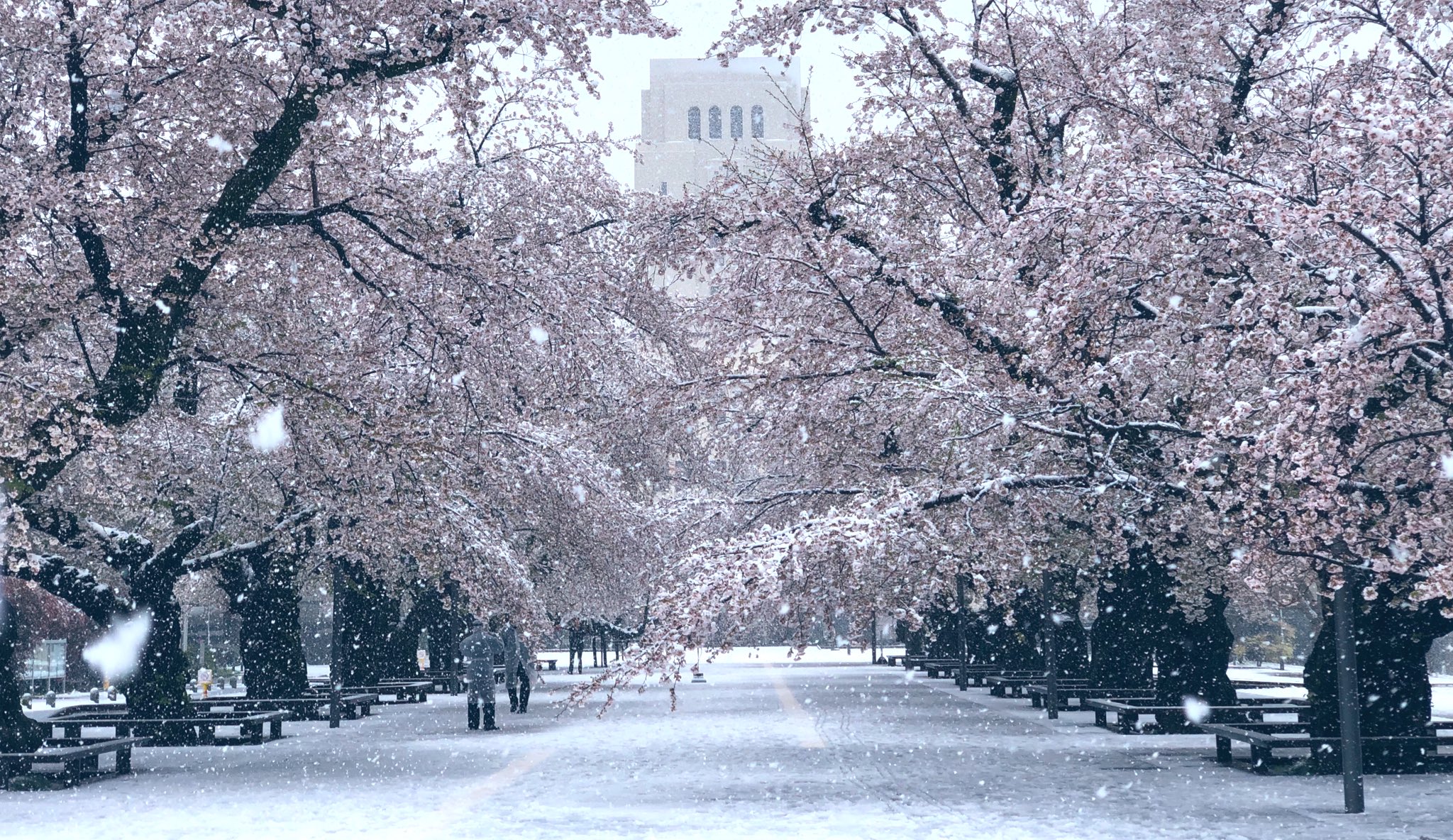 満開の桜に雪が降り積もる景色がエモすぎる件