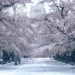 満開の桜に雪が降り積もる景色がエモすぎる件