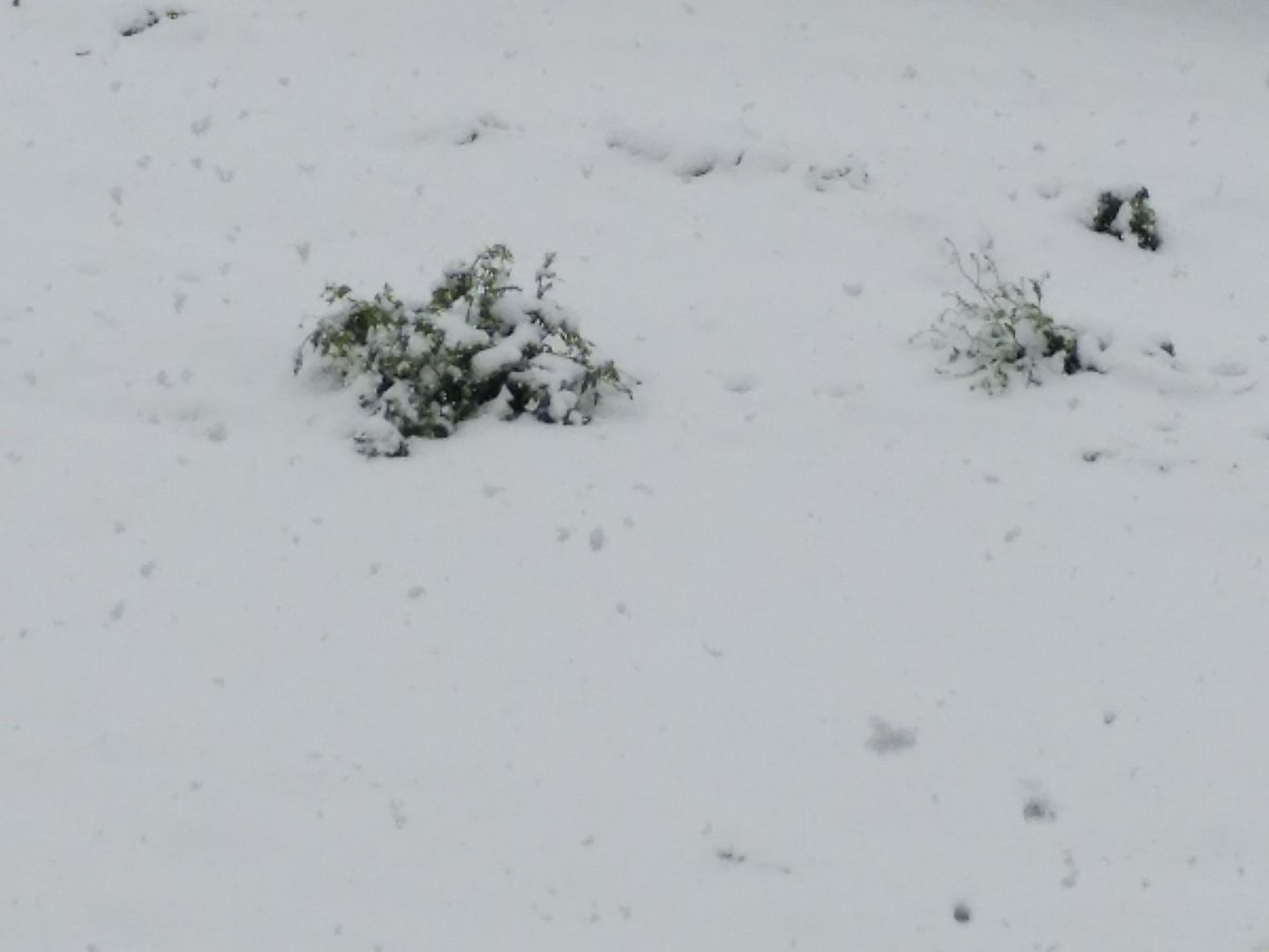 ユウd めちゃ雪の今日 こーゆー日はキッサキシティのbgmを聞いて過ごしたいよね ポケモン ポケモンdp Dpt メガdp キッサキシティ T Co Gnr2yb5xdl