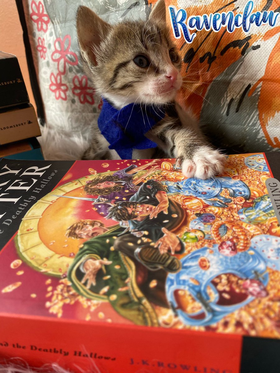 rescue_bae's tweet photo. Adopt a rescue! Looking for loving homes 🐱♥️ Dm for more info. RT #Adopt https://t.co/jneBmO5Vbd