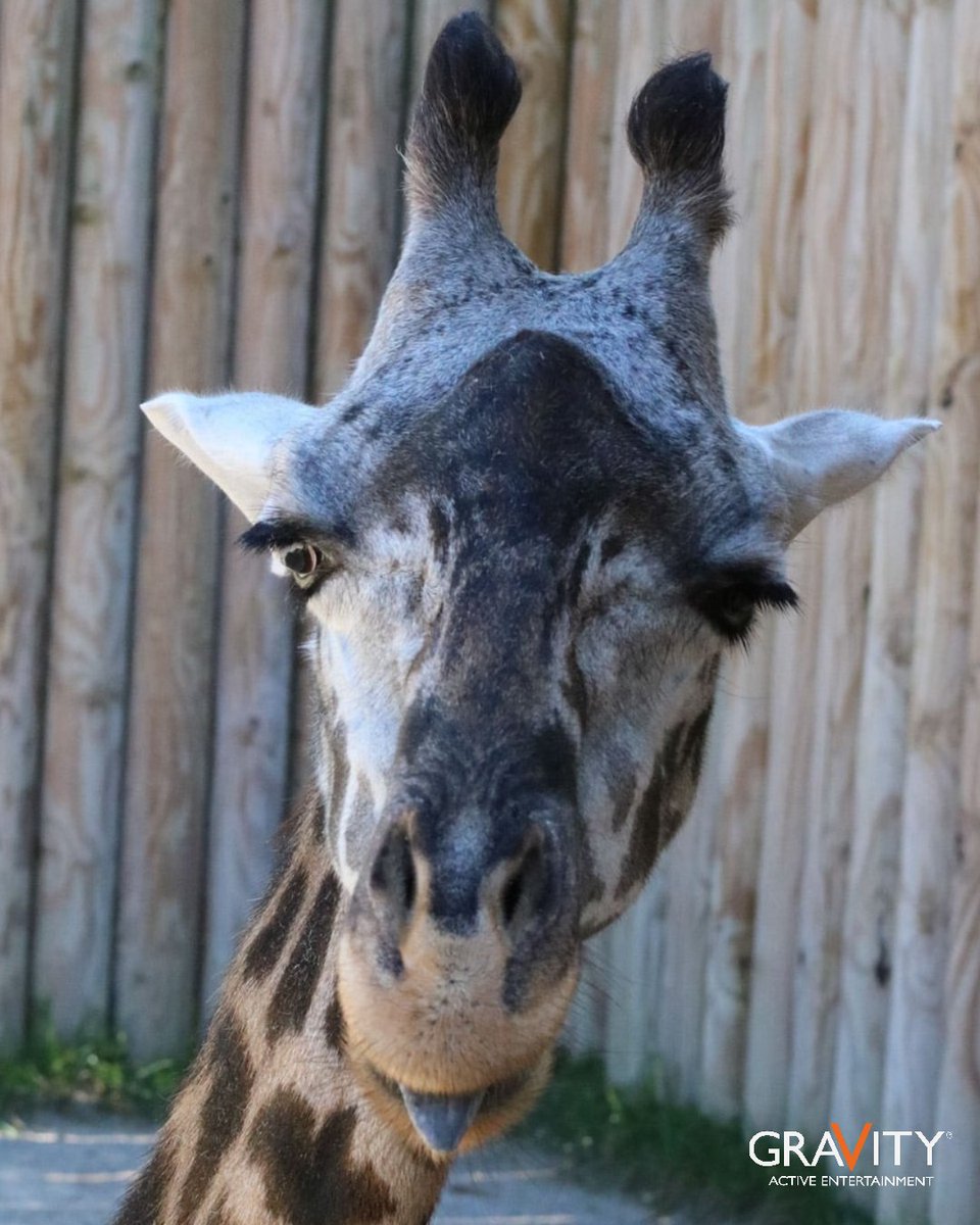 Did you know that a lot of zoos are live-streaming their animals so you can see them from the comfort of your own home?! 🦓🦒🐨🐼

Check out the link to 'travel the world' and see all the CUTE animals!
👉🏻bit.ly/39kqunG 

We know where we'll be today 🤣