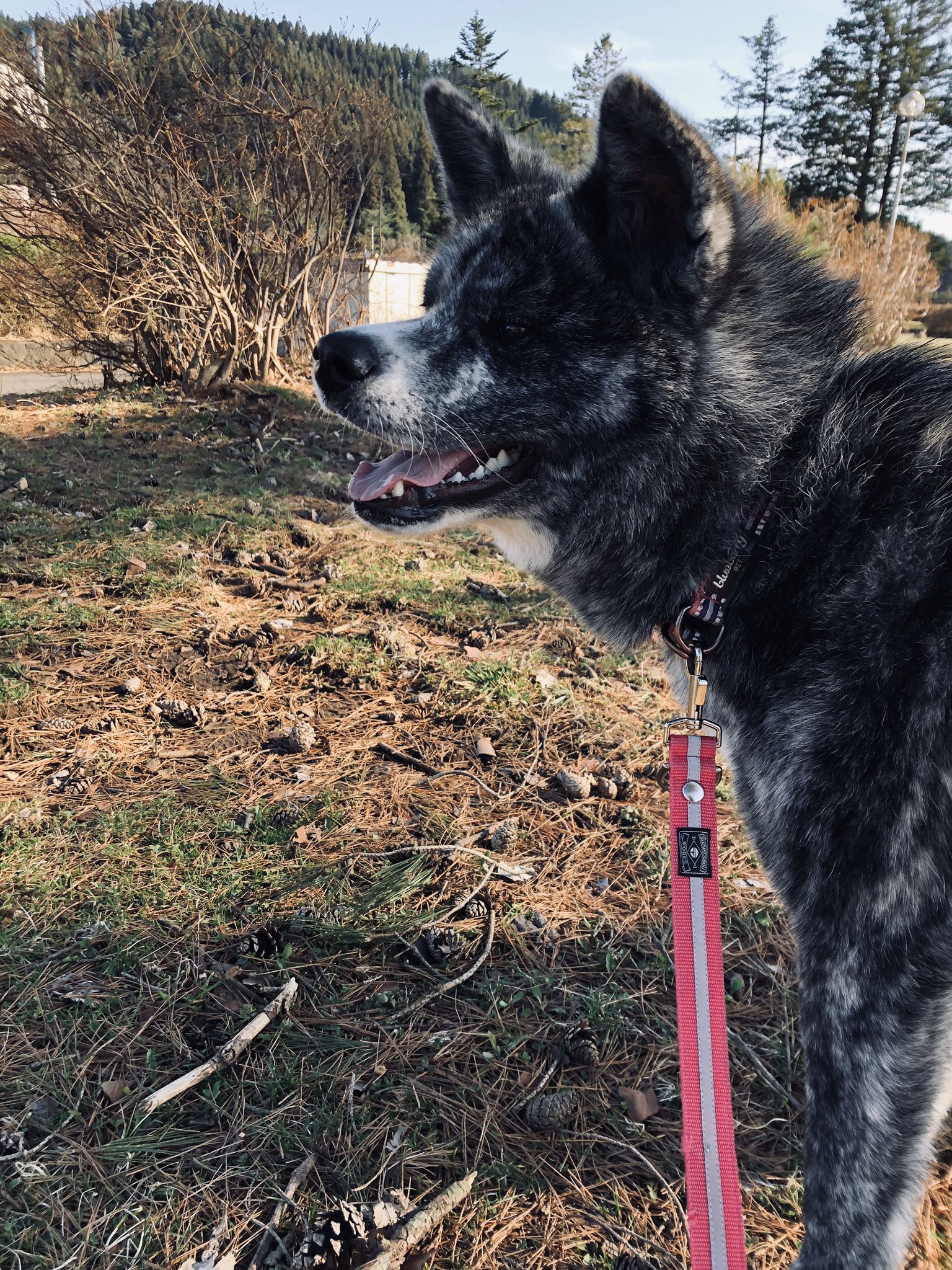 秋田犬ふれあい隊 秋田犬の里 松ぼっくりがたくさん落ちてる どれがいいか厳選中 結局選びませんでした 誉 Homare 秋田犬 Akitainu 虎毛 松ぼっくり 自然 お散歩 いぬのいる暮らし T Co 8wvrcbrc8p Twitter