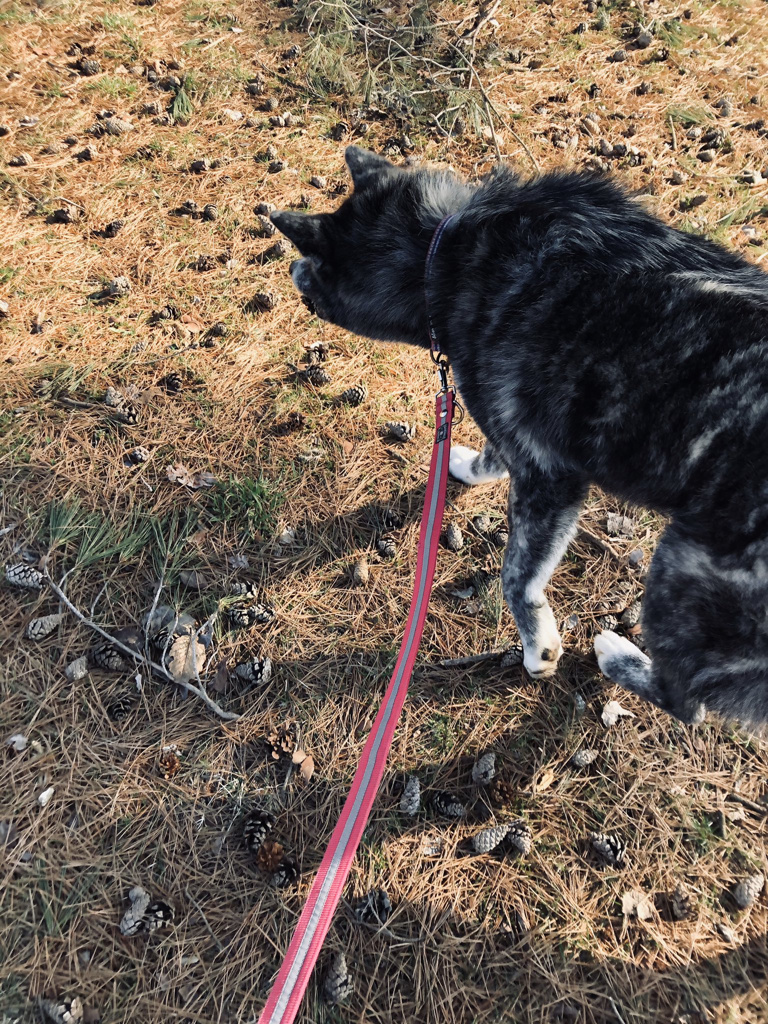 秋田犬ふれあい隊 秋田犬の里 松ぼっくりがたくさん落ちてる どれがいいか厳選中 結局選びませんでした 誉 Homare 秋田犬 Akitainu 虎毛 松ぼっくり 自然 お散歩 いぬのいる暮らし T Co 8wvrcbrc8p Twitter