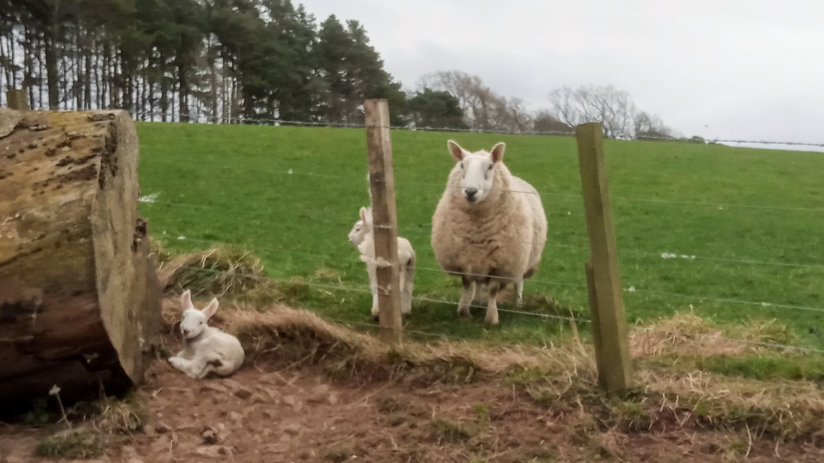 Chilli morning, my brothers sheep, lamb found nice sheltered spot