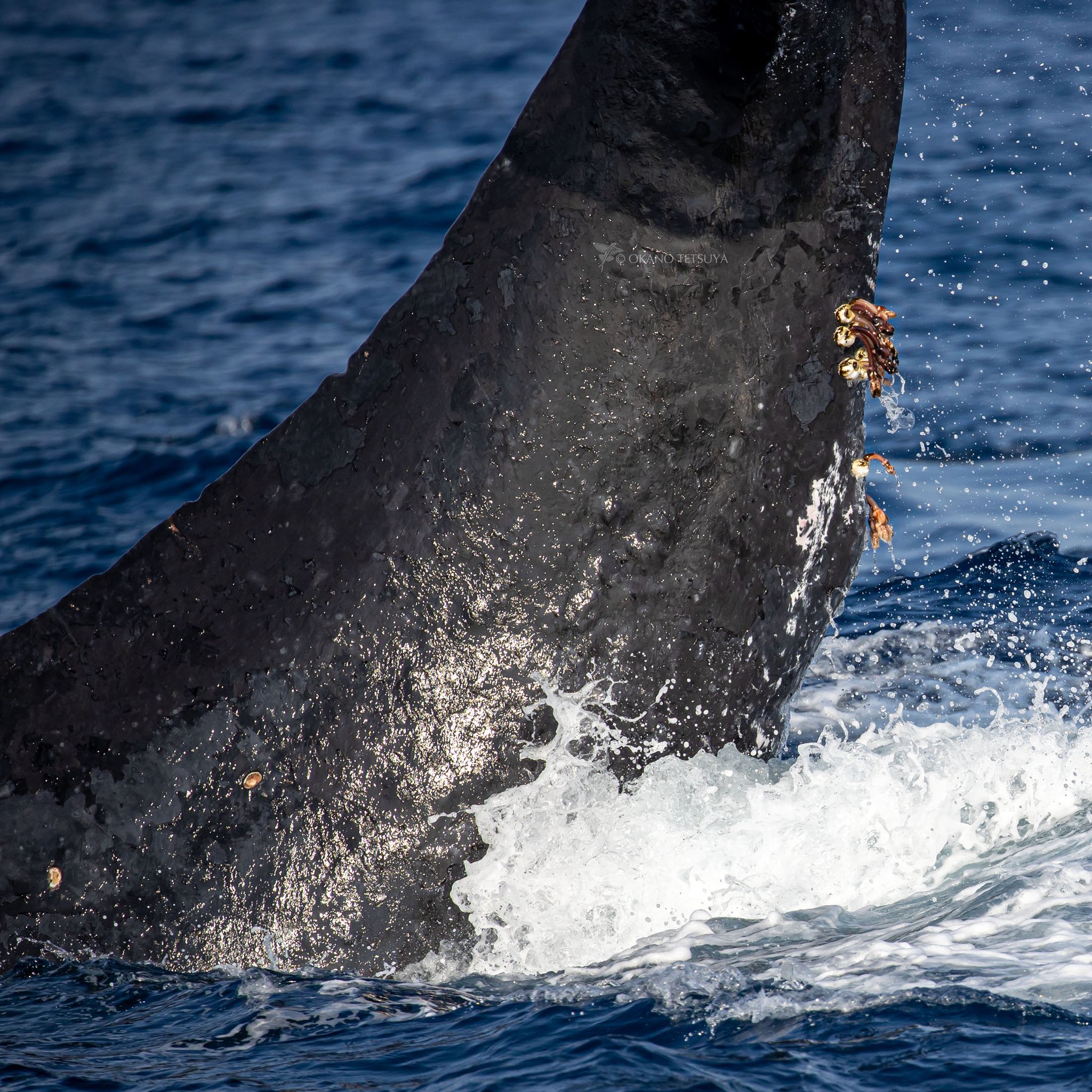 2164❣️ ハワイ　鯨　尾　オブジェ　　希少 ウッド クジラのしっぽ[オブジェ くじら 鯨 魚 木製ハワイ