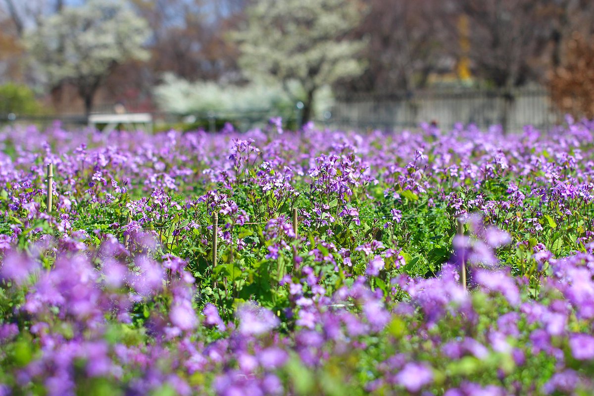 長居植物園 紫色の花畑 園内のライフガーデンでは ムラサキハナナ オオアラセイトウ が咲いています その名のとおり 紫色の 菜の花 です 近づいて見てみると ナノハナ 同様 4枚の花弁が十字架のように見えます 背は低いですが 野生的な魅力