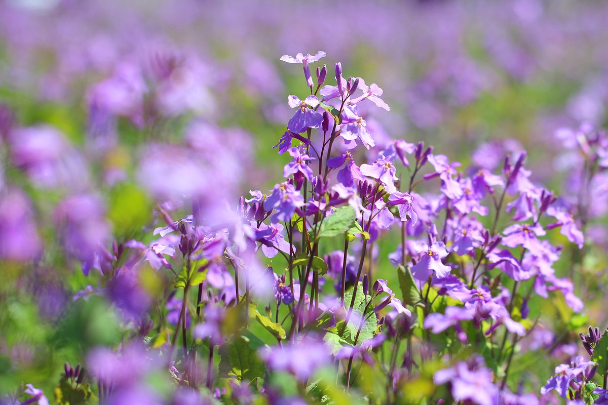長居植物園 紫色の花畑 園内のライフガーデンでは ムラサキハナナ オオアラセイトウ が咲いています その名のとおり 紫色の 菜の花 です 近づいて見てみると ナノハナ 同様 4枚の花弁が十字架のように見えます 背は低いですが 野生的な魅力