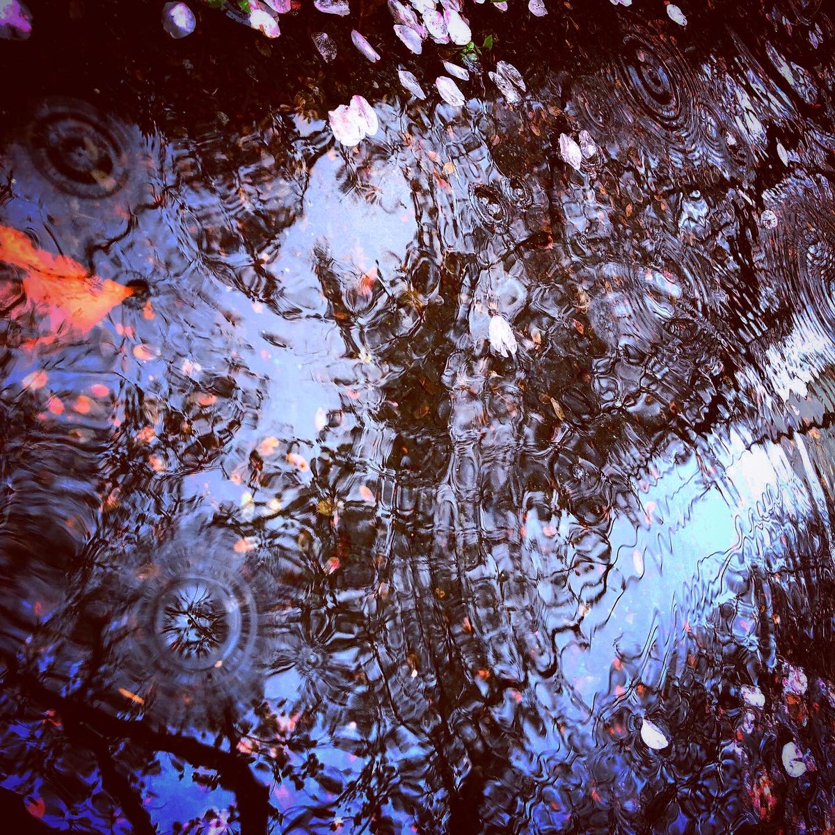 朋蔵 名刺ss使用可素材 フリー素材 水面桜 こちらは使用報告 クレジット不要 加工トレスokです Twitterアイコン ヘッダーなど 創作のお供に ご自由にお使いください