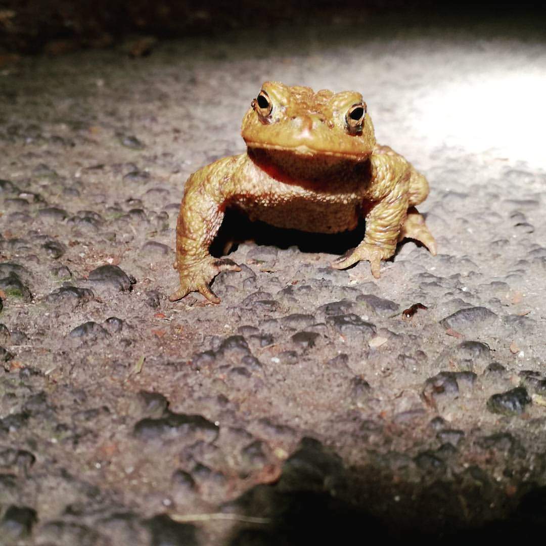 Kent Toad Patrol (Kent ARG) tweet media