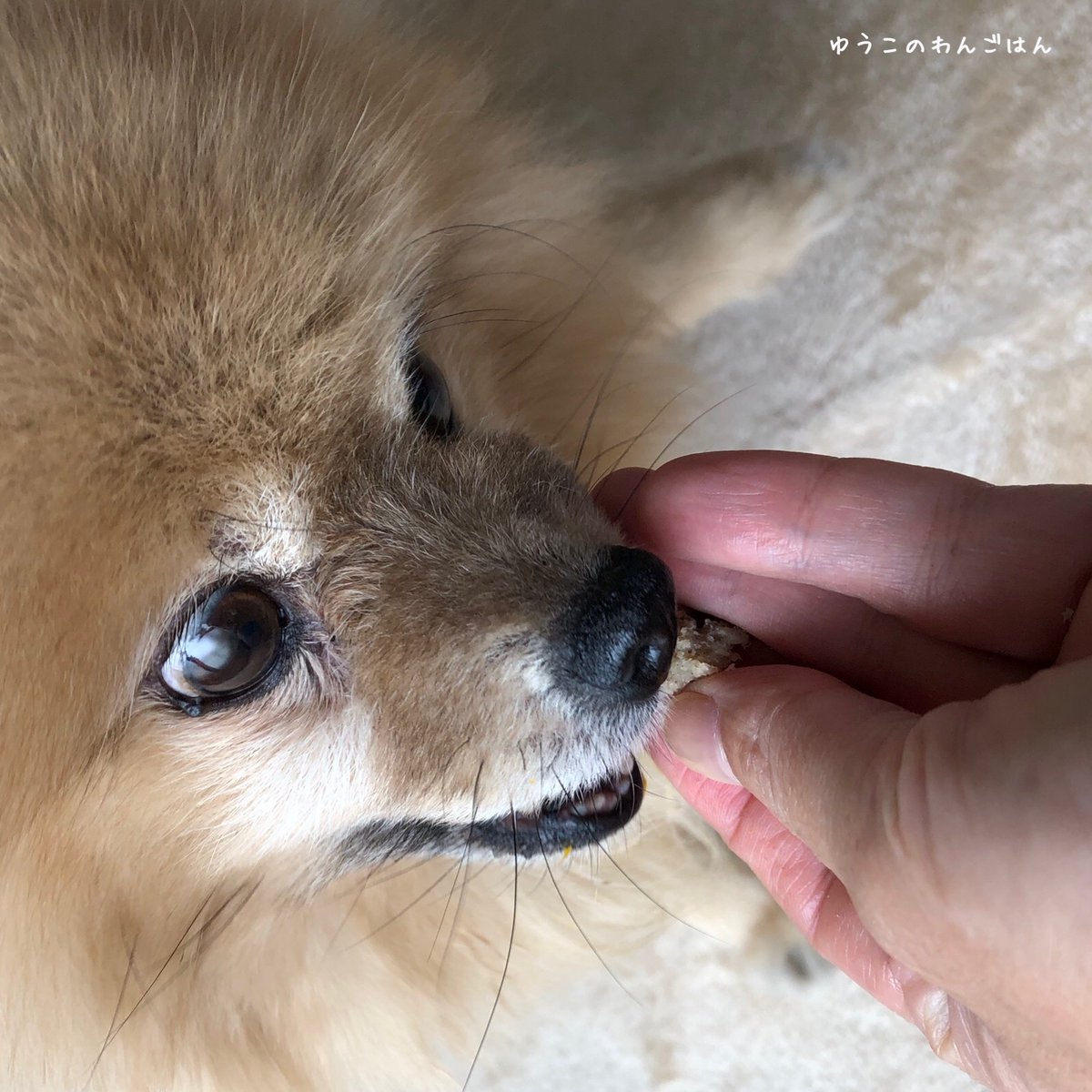 予想する 湿った けがをする 犬 バナナ ケーキ Freedomearth Org