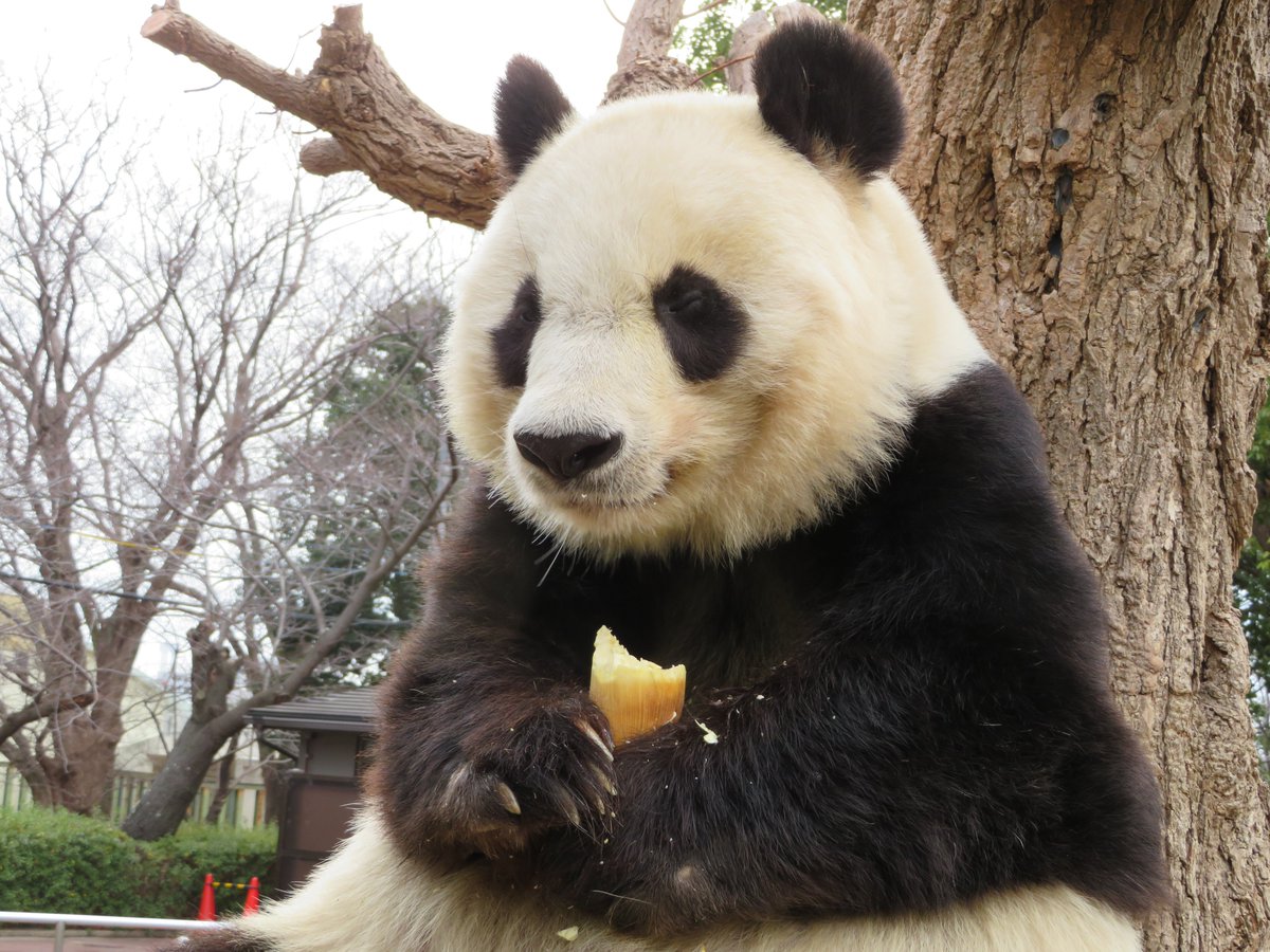 王子 動物園 パンダ