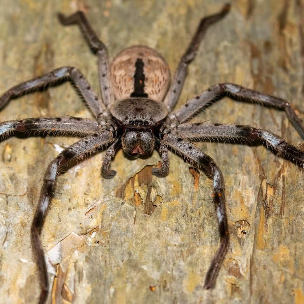 I like spiders.... until they touch me 😂... So sitting under this big girl was concerning but worth it to get a look at their face. Check out my Instagram (calsphotography12) for more pictures and info on pretty much anything I can get a picture of!