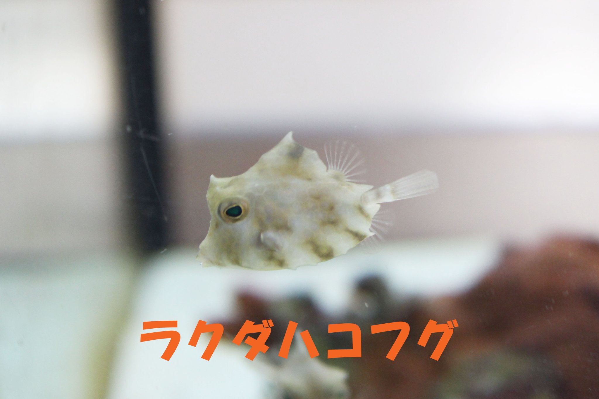 南知多ビーチランド 公式 ふれあいおさかな館では 特別展 海の動物園 を開催中 動物の名前が入っている魚たちが大集合 さかなの名前って面白い 私 広報担当者 のお気に入りは ラクダハコフグ です 南知多ビーチランド ふれあいおさかな