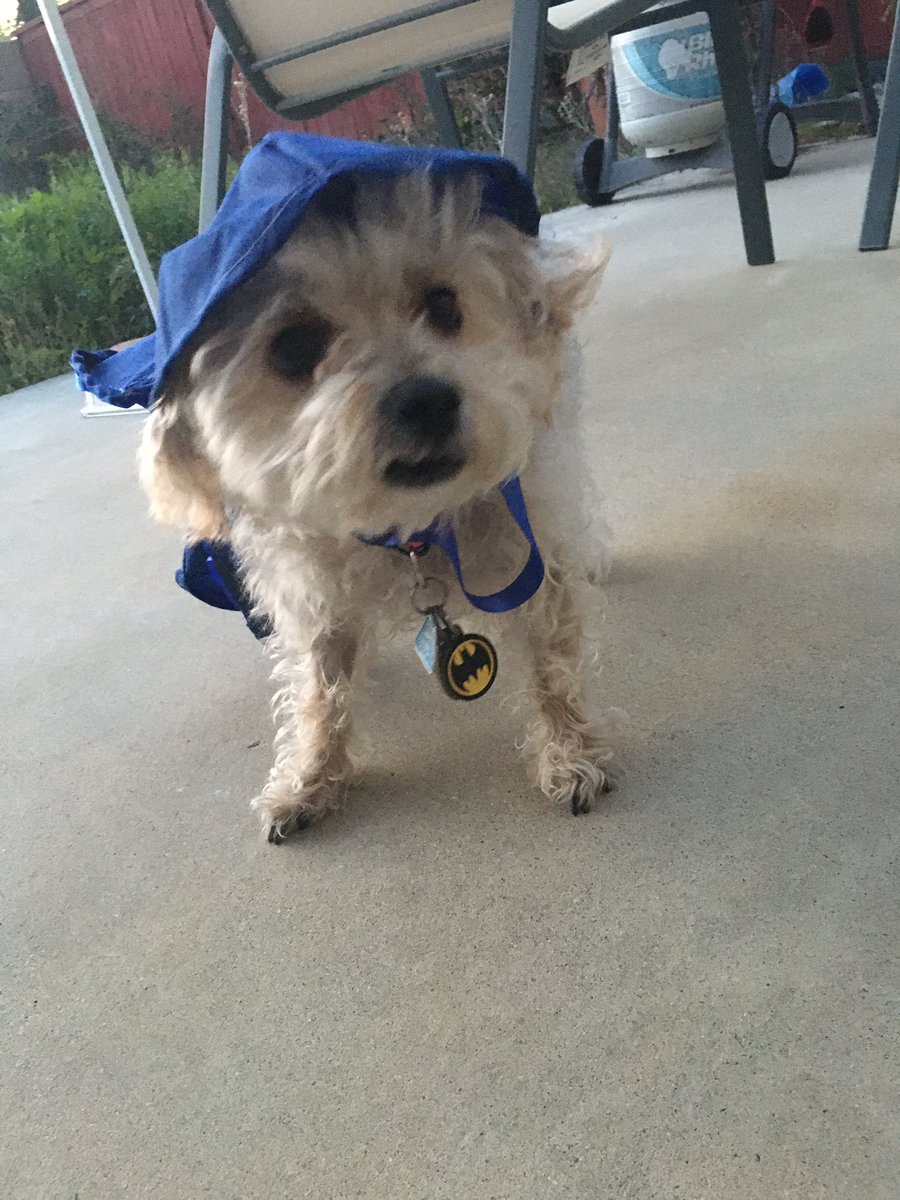 bitesizedbaker's tweet photo. My brother made my dog a cape with a hood https://t.co/amXbV5nHIP