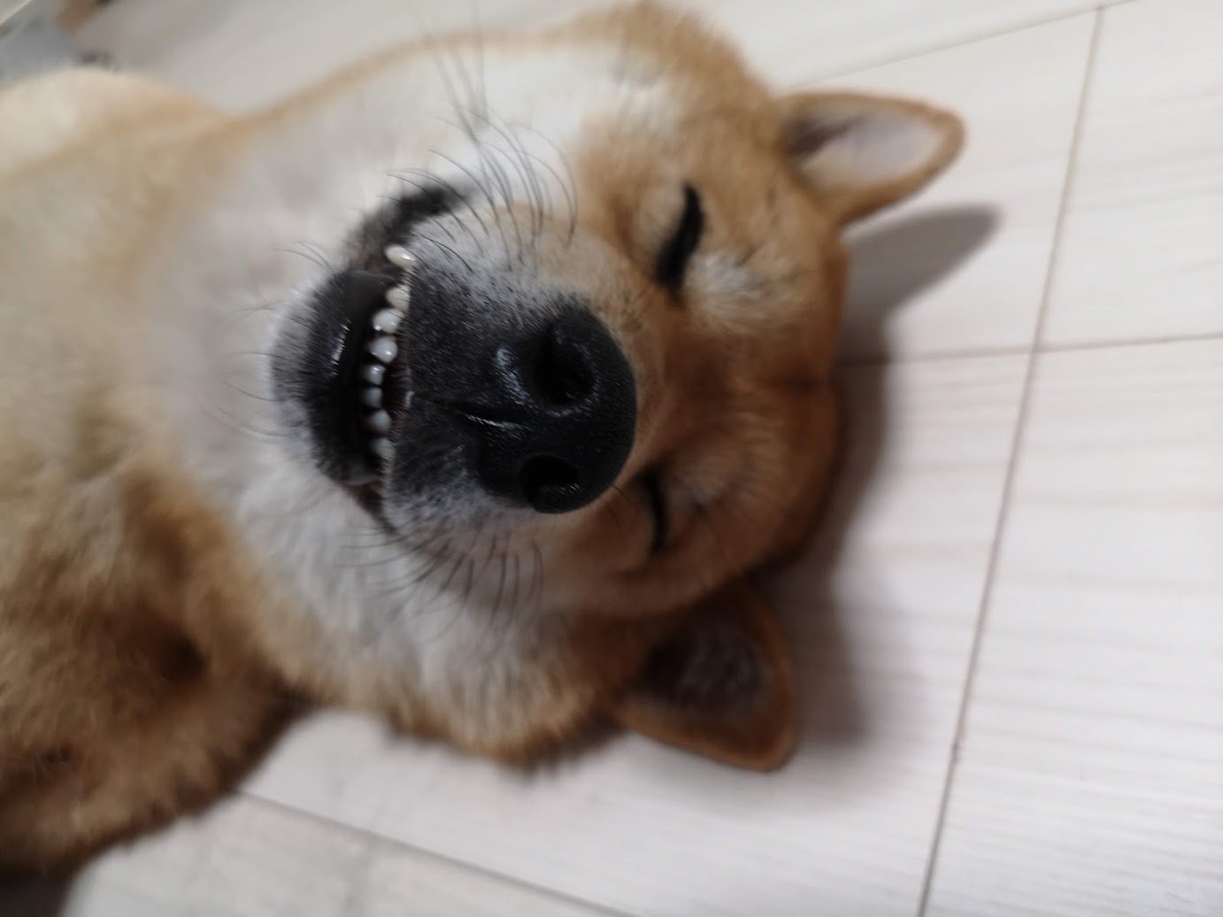 烏天狗 暗黒乳首団 んで 白目からの笑い顔 気持ちよさそうに寝てやがる 柴犬を崇めよ 笑う犬の生活 T Co 3yae3lyqfw Twitter 烏天狗 暗黒乳首団 んで 白目からの笑い顔 気持ちよさそうに寝てやがる 柴犬を崇めよ 笑う犬の生活 T Co 3yae3lyqfw Twitter