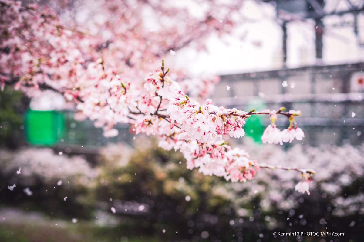 Kenmin13P's tweet photo. 2020/03/29
雪化粧の桜

#写活 #カメラ好きな人と繋がりたい
#写真好きな人と繋がりたい
#写真撮ってる人と繋がりたい
#写真で伝えたい私の世界
#いいねした人フォローする 
#EOSR    #photography #写真 
#写真で奏でる私の世界　
#桜2020 #桜 #桜開花 https://t.co/Cc8dNRnR3n