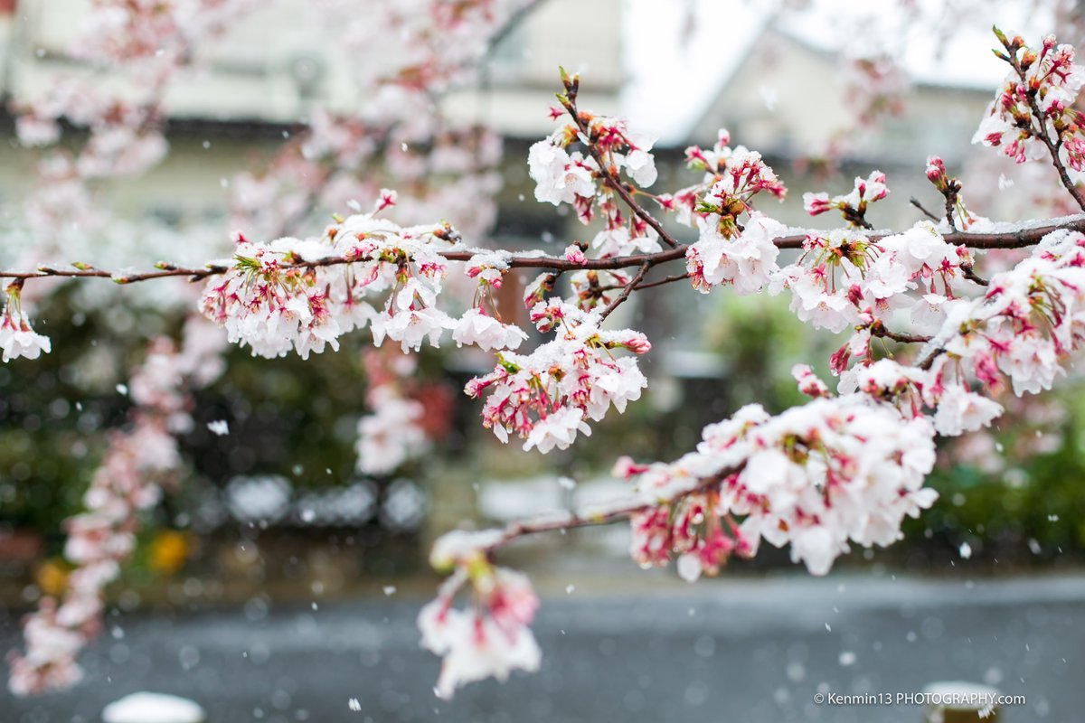Kenmin13P's tweet photo. 2020/03/29
雪化粧の桜

#写活 #カメラ好きな人と繋がりたい
#写真好きな人と繋がりたい
#写真撮ってる人と繋がりたい
#写真で伝えたい私の世界
#いいねした人フォローする 
#EOSR    #photography #写真 
#写真で奏でる私の世界　
#桜2020 #桜 #桜開花 https://t.co/Cc8dNRnR3n