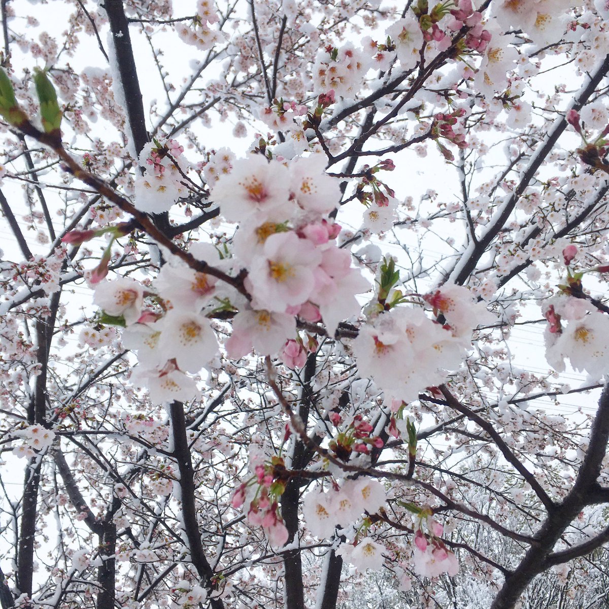 水彩切り絵作家🐣尚(Nao) 🐣NAOAPOCO🐥 tweet media