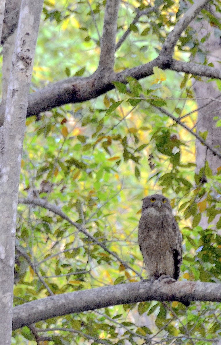 g_rajaraman's tweet photo. "Knowledge is proud that he has learn'd so much;
Wisdom is humble that he knows no more."
William Cowper, poet, 1731-1800
#Lockdown #Day5 #Owl #FromMyLibrary #Photography #Nature #Positivity #Habitat #Environment #LearningFromAnimals #Perspective https://t.co/3aA1lI6y7V