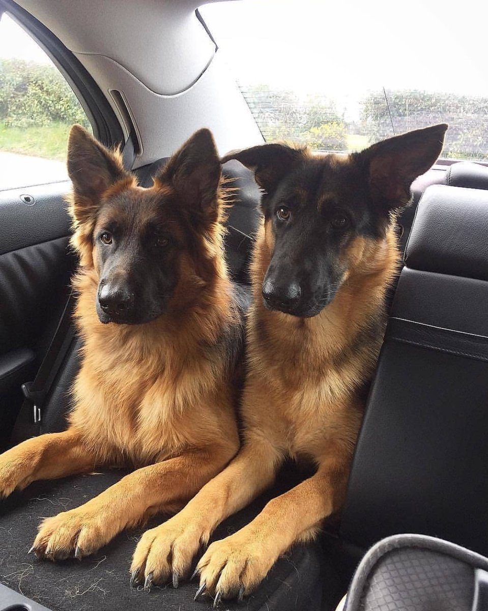 Y dije: 
"Aprovechando la lluvia voy A PASAR UN TRAPO el auto"; 
no "A PASEAR UN RATO en auto"!!! 🤦🏻‍♂️ Entienden y hacen lo que quieren! 
#YoMeQuedoEnCasa 😉👍🏻❤️🐶