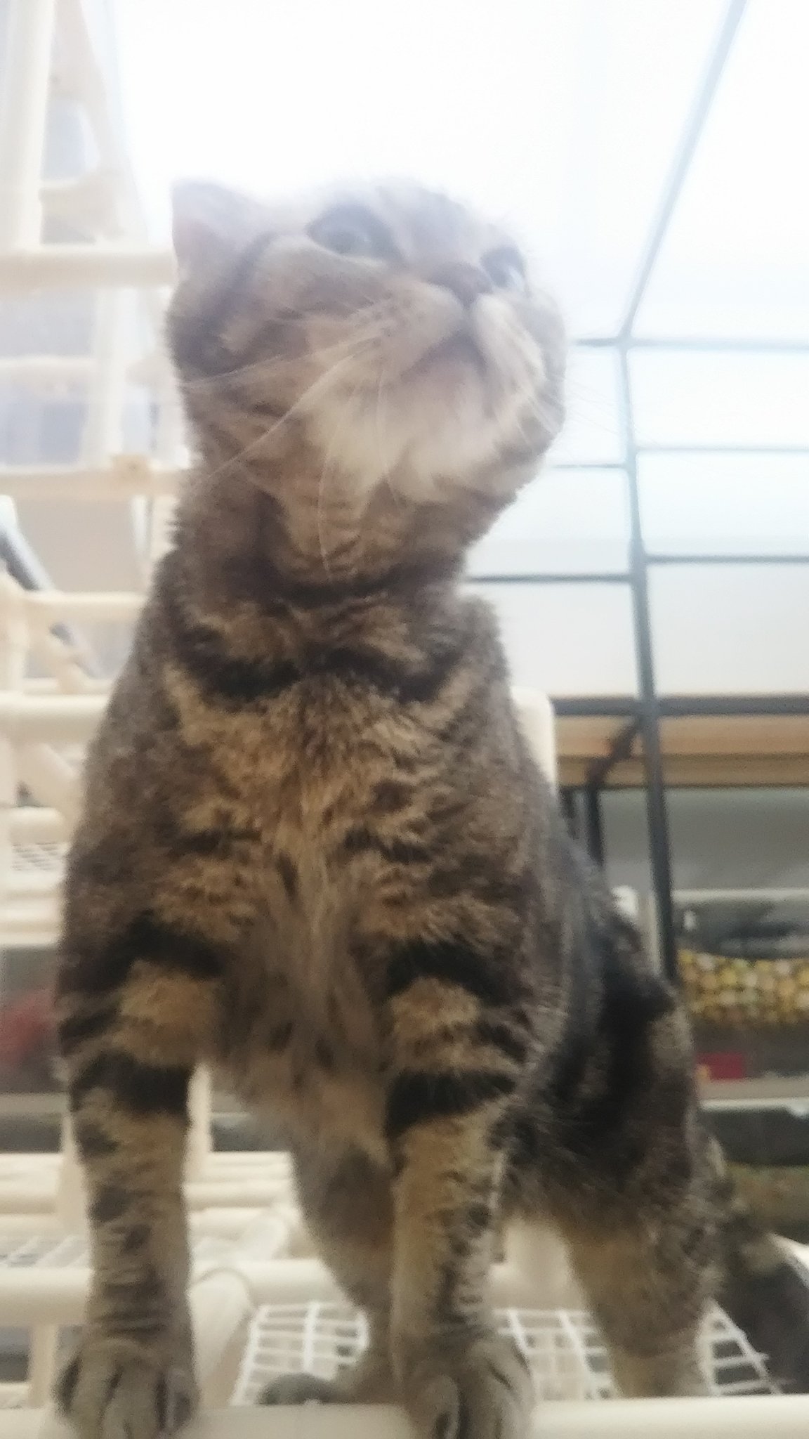 無機質な狂気 再休眠中 On Twitter 雪止んで 自粛中の最中に 東京キャットガーディアンの 保護猫カフェに行ってきた 神経がやられて歩け ない猫様も居た シャーシャー威嚇されて 猫パンチで 手は引っ掻き絆だらけ 色々 ネットに書かれてるが 私は 良い施設だと思う