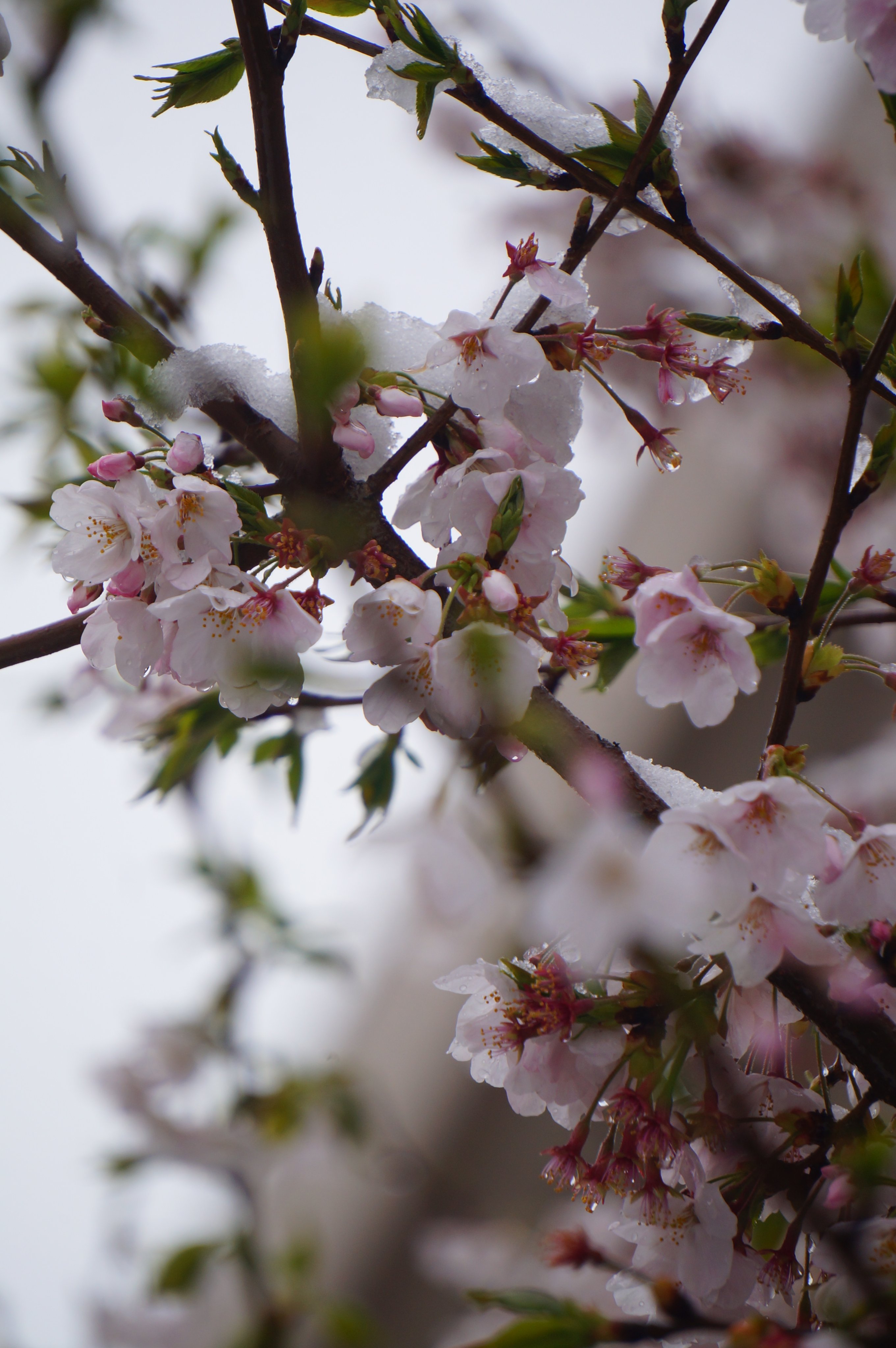 雪見桜 Twitter Search Twitter