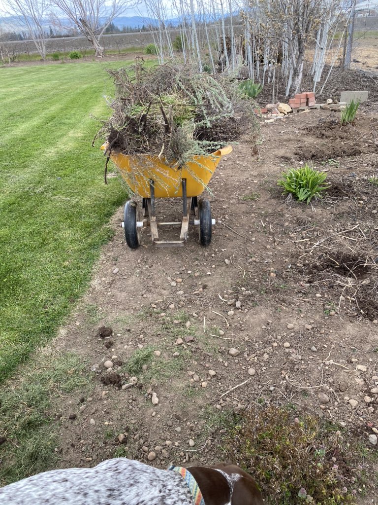 TashaHardy's tweet photo. Quarantine day number 5, more yard work for us! Saturday feels a little different this week #Covid_19 #CoronavirusPandemic #364daysofme #pnw #gardentherapy #southernoregon #siamesecat #gsp #germanshorthairedpointer #homemadecookies https://t.co/Y2AWZc9TL1