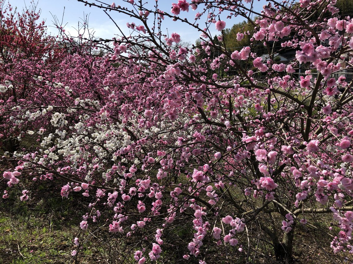 _robot_mowing's tweet photo. ・
#��分県
#太陽光パネル
#草刈り 
#ロボット草刈機クロノス 設置
#桜
・
・
良い天気です(^^) https://t.co/dALzPo3SHB
