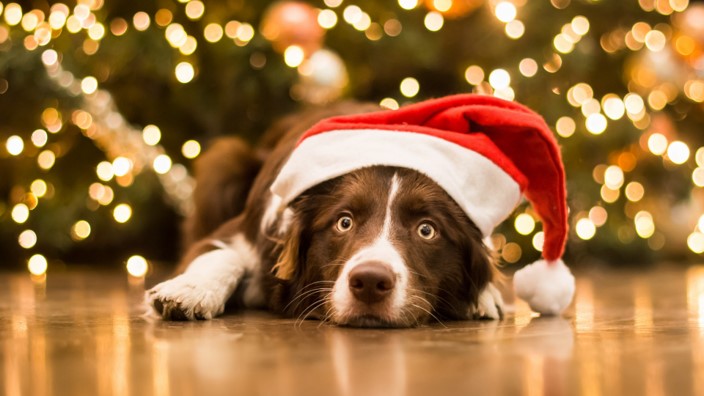 PuppifyM's tweet photo. ¿Porque no pasar las mejores fiestas con tu mejor amigo? 🎊🎉🐾

Porque no compartir los momentos más felices con tu mejor amigo, que mejor que pasarla en familia y un amigo como él es mas importante. 🐶🐱 https://t.co/1ALufeUf66