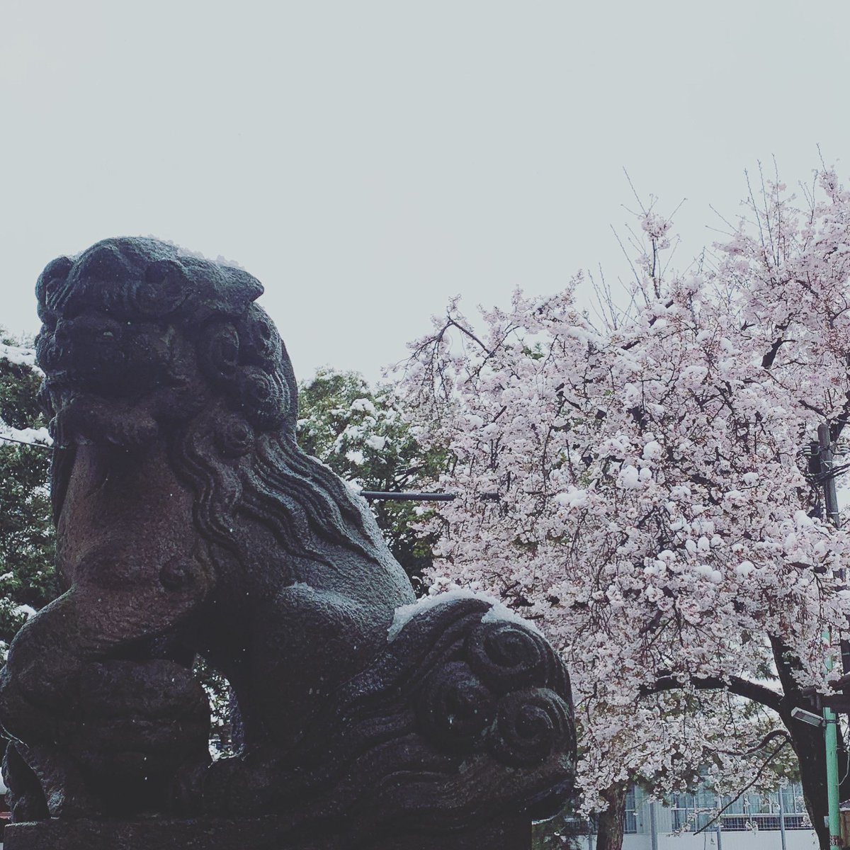 MatthewChozick's tweet photo. 🌸❄️👟 #もののあはれ #mononoaware #雪桜 #散歩中 #東京 #Tokyo #thepathosofthings #onawalk #fallencherryblossoms https://t.co/RabXYiHUqY