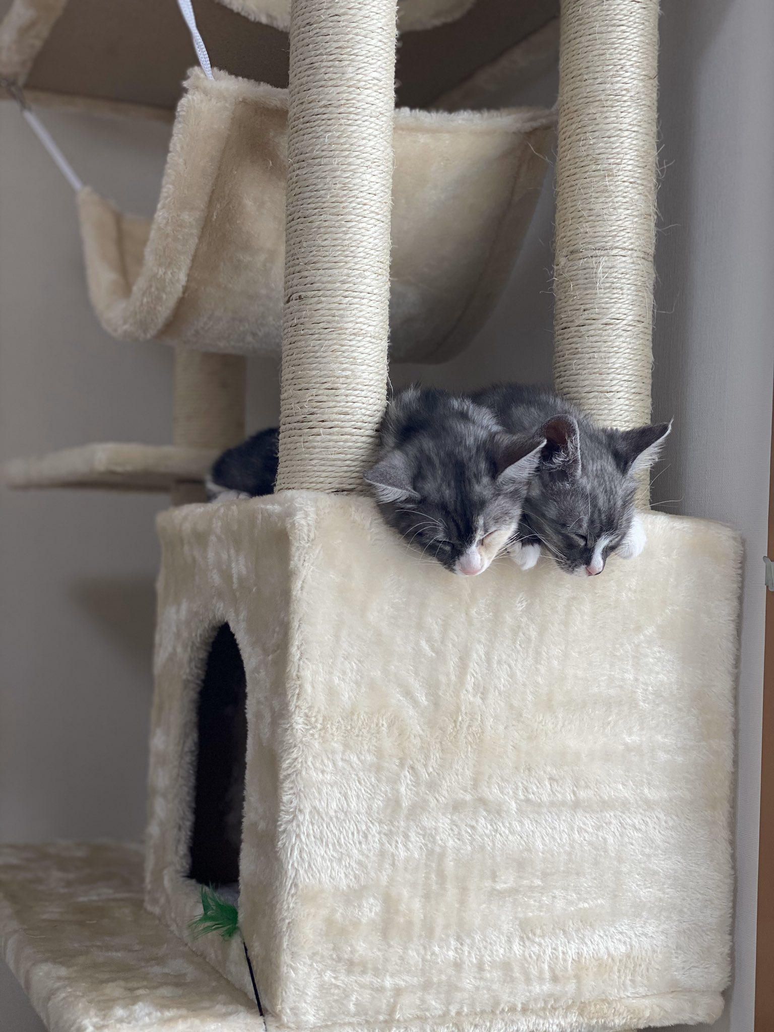 伊豆見 エッ キャットタワーでこんなかわいいことある 伊豆見 エッ キャットタワーでこんなかわいいことある