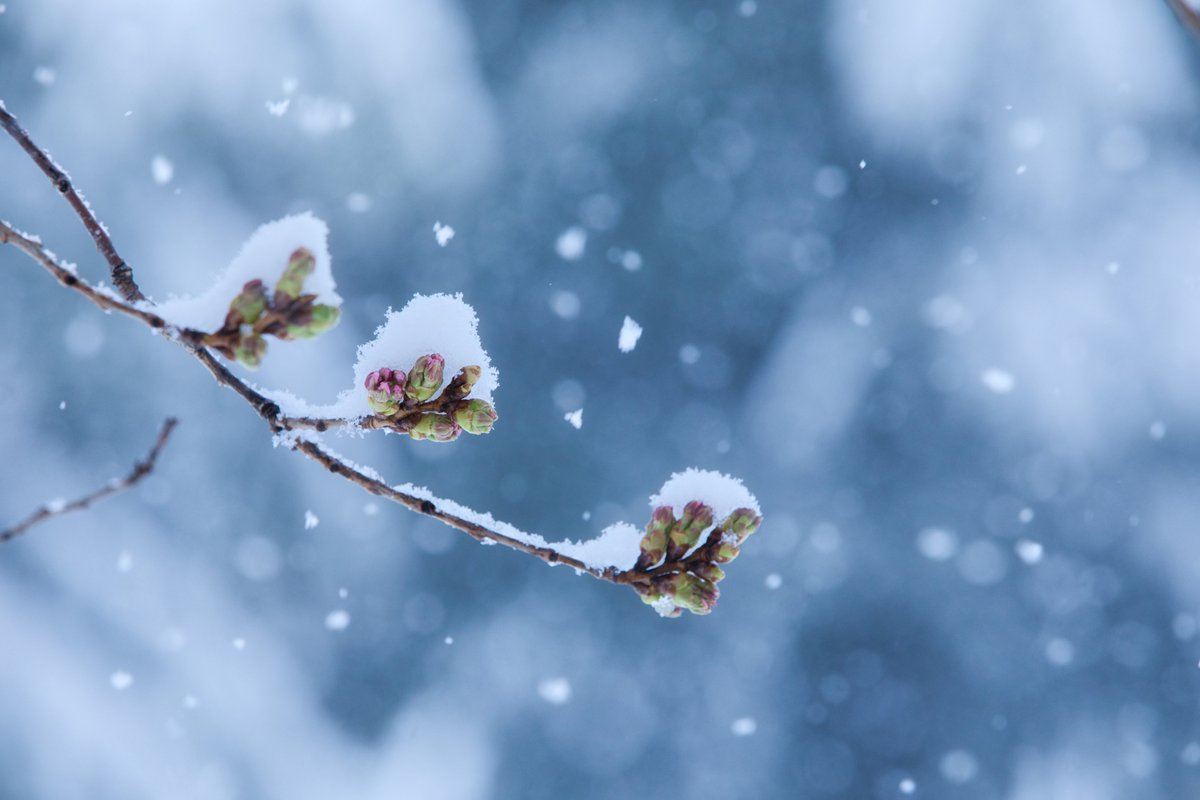 2020.03.29
開花までまだ遠い🌸
⛄20cm超えか。。。
雪かきせねば。。。
この時期の雪は水分が多くて重くて大変😫