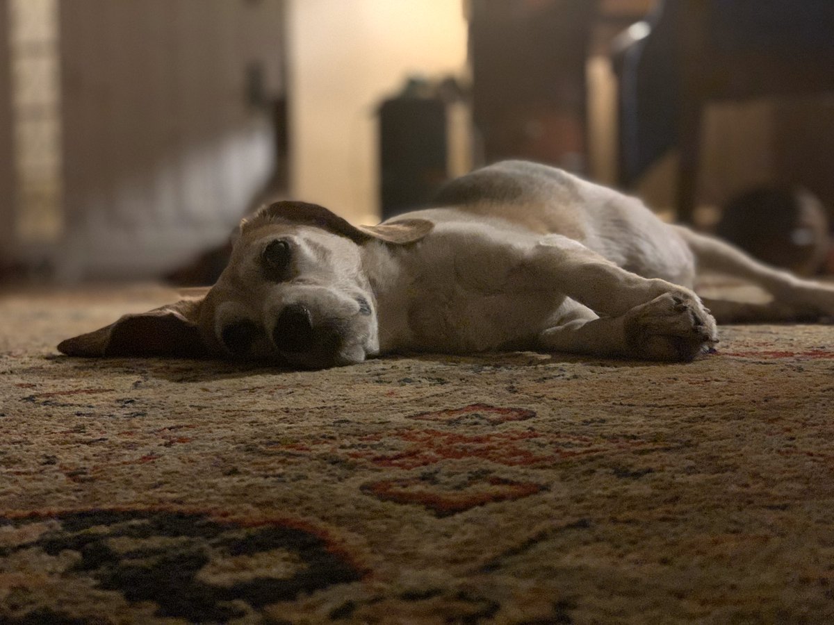 Beagle_Millie's tweet photo. The #Beagle at rest. https://t.co/Izp0qlqFzj