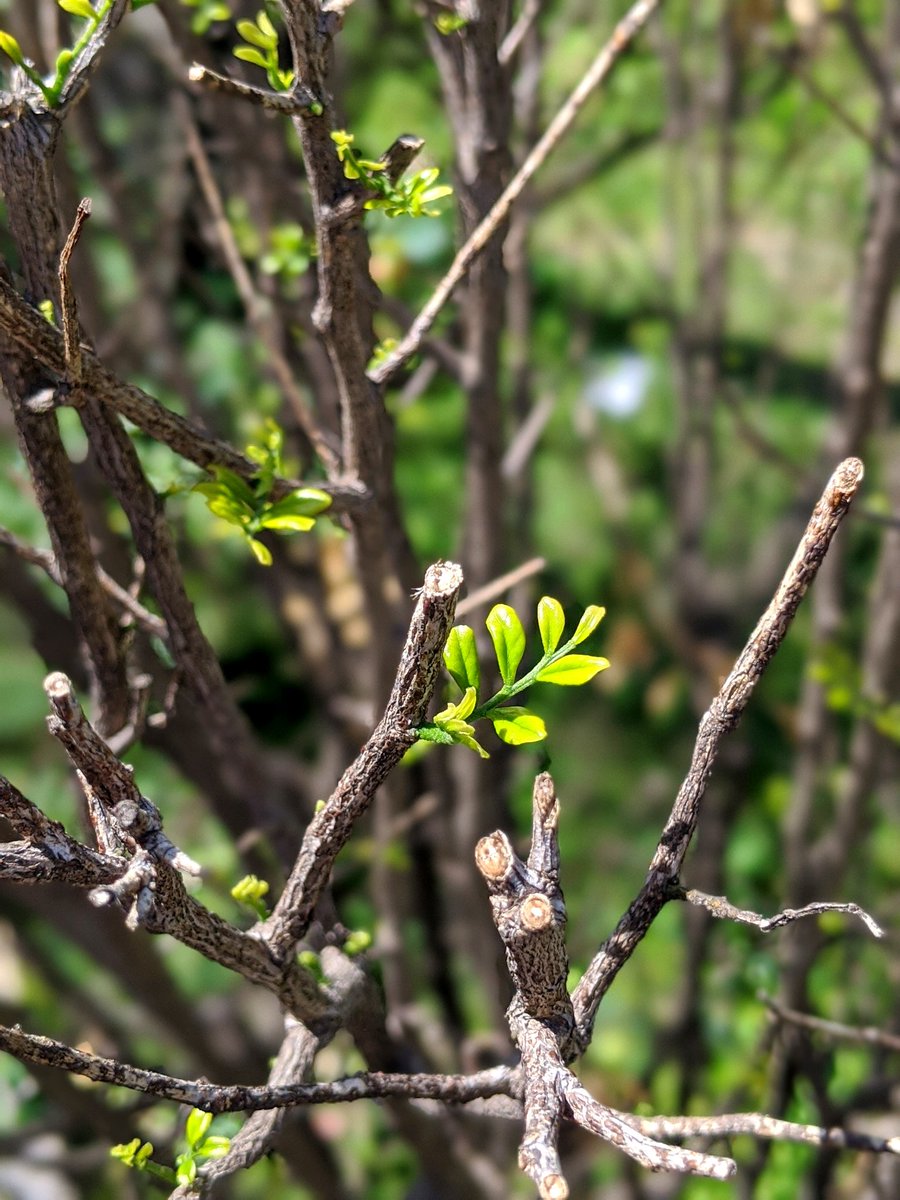 iShzz's tweet photo. Spring is the season of new beginning and hope!!!
#ishpix #spring https://t.co/bYcLjJ2xDb