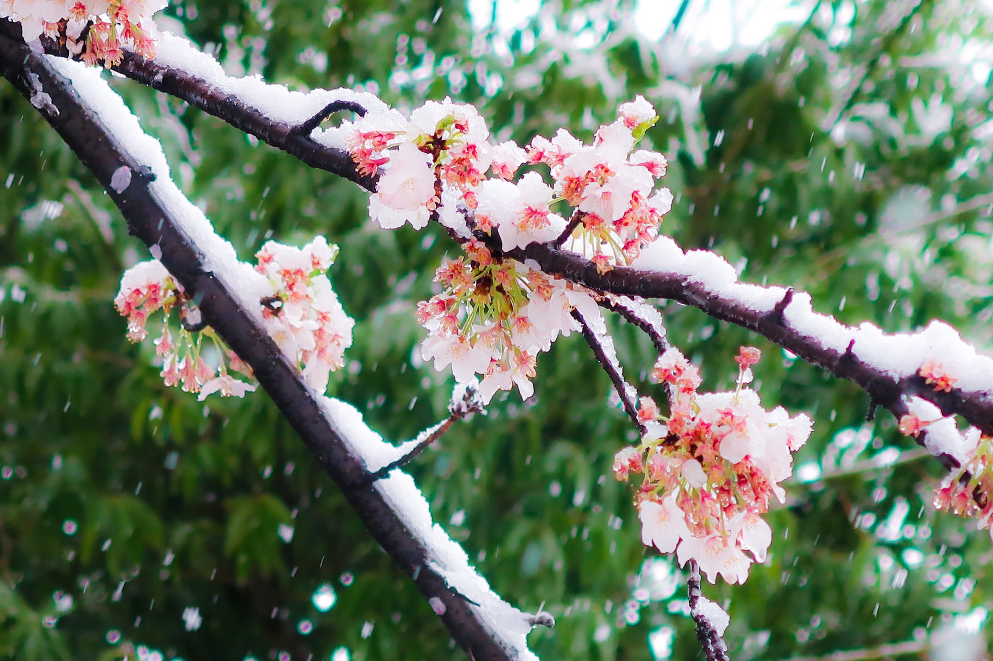ぐるぐるうづまき 桜隠し って俳句の季語があるんだって 桜の花の季節に降る雪 T Co 7uvdmsnfeb Twitter ぐるぐるうづまき 桜隠し って俳句の季語があるんだって 桜の花の季節に降る雪 T Co 7uvdmsnfeb Twitter
