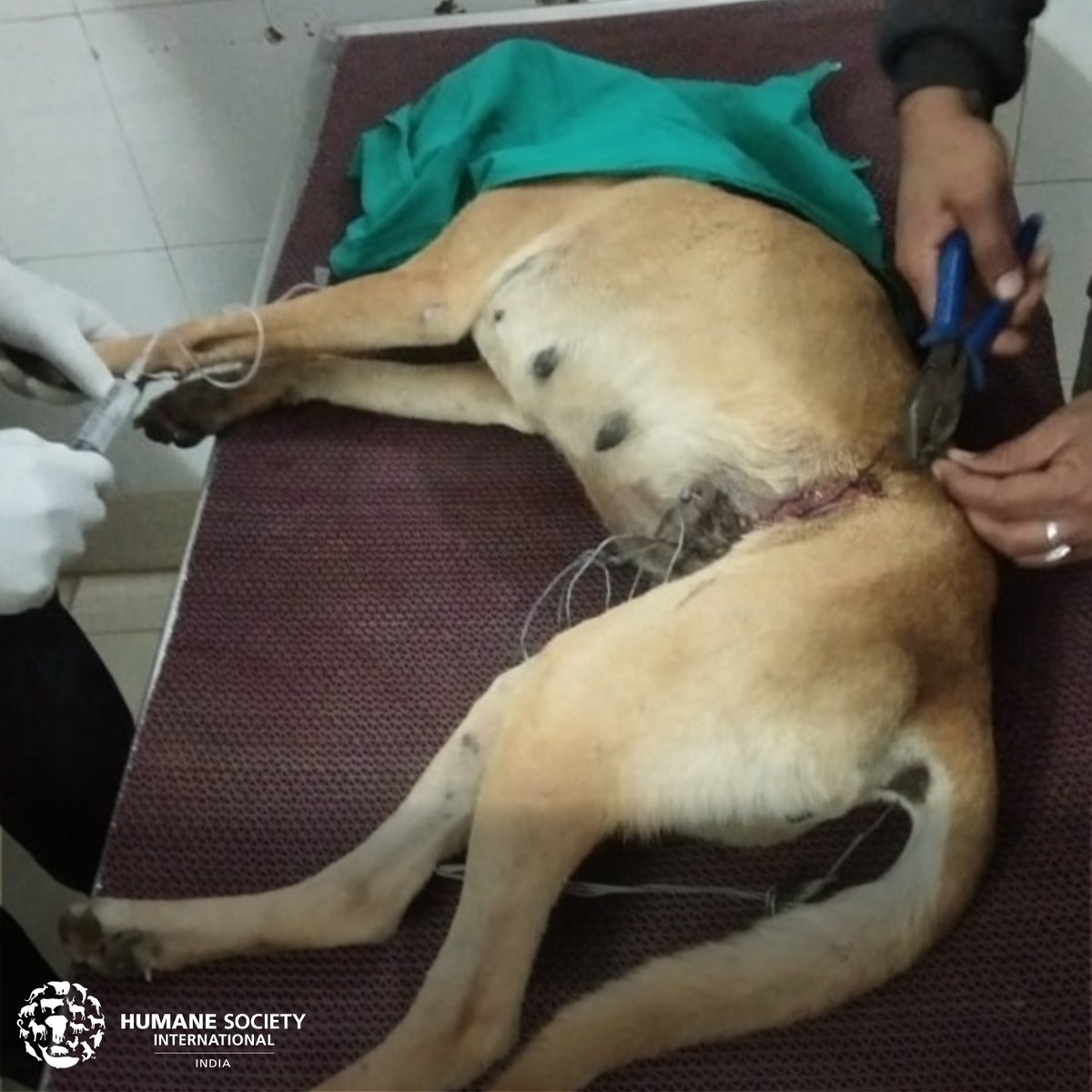 humaneworldind's tweet photo. HSI/India received a distressing rescue call in #Dehradun. On arrival, our team found 2 dogs caught in steel wires. We immediately moved them to our facility for treatment. They’ve since fully recovered and were released back to the area they were found in. #TailsofSurvival https://t.co/oivgB0LN6y
