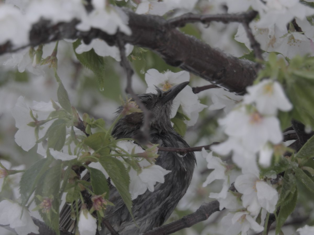 旋風 ヒヨドリとアオサギ 濡れネズミみたいになってるヒヨドリかわいいwww 雪 桜 雪桜 ファインダー越しの私の世界