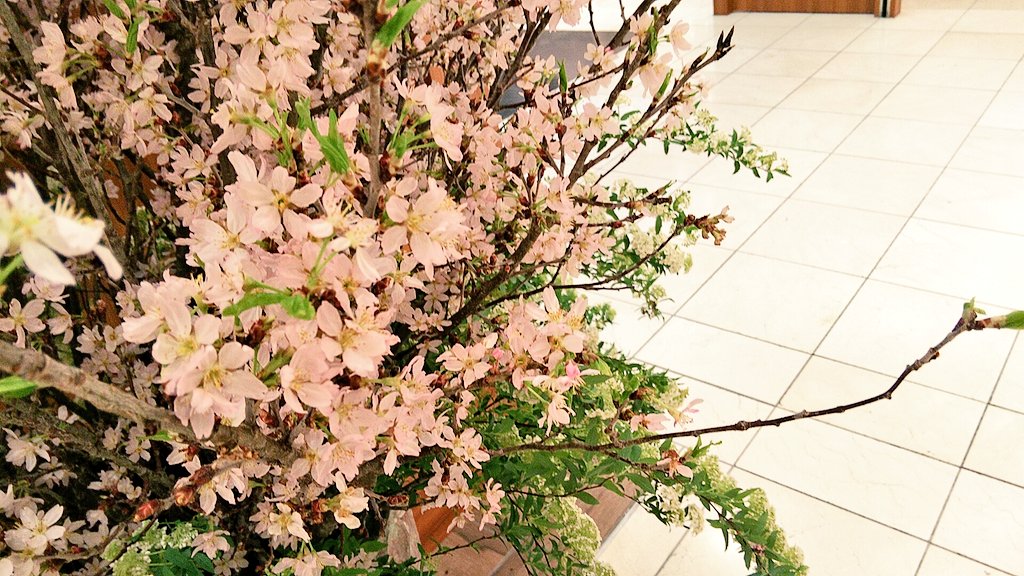 坪井花苑 本店 松坂屋北館の桜装花が満開 坪井花苑 松坂屋名古屋店 Genta 1階から4階まであります T Co 6ab50v6gpl Twitter