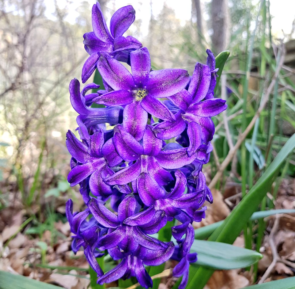 VORREI
mandarvi anche il profumo.
Come state?

Hyacinthus orientalis, #29Marzo #BuonaDomenica #Trieste #iorestoacasa #FermiamoloInsieme