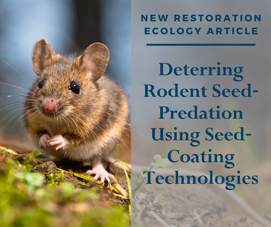 cookswelljikos's tweet photo. ''Given these lab results, we would expect these treatments to increase native plant establishment following the direct seeding of wildlands by protecting seeds from rodent predation.''
https://t.co/TT5TkIA0ZY
#seedpredation #granivory #afr100 #landscaperestoration #Asal https://t.co/Gdo4qSXT2J