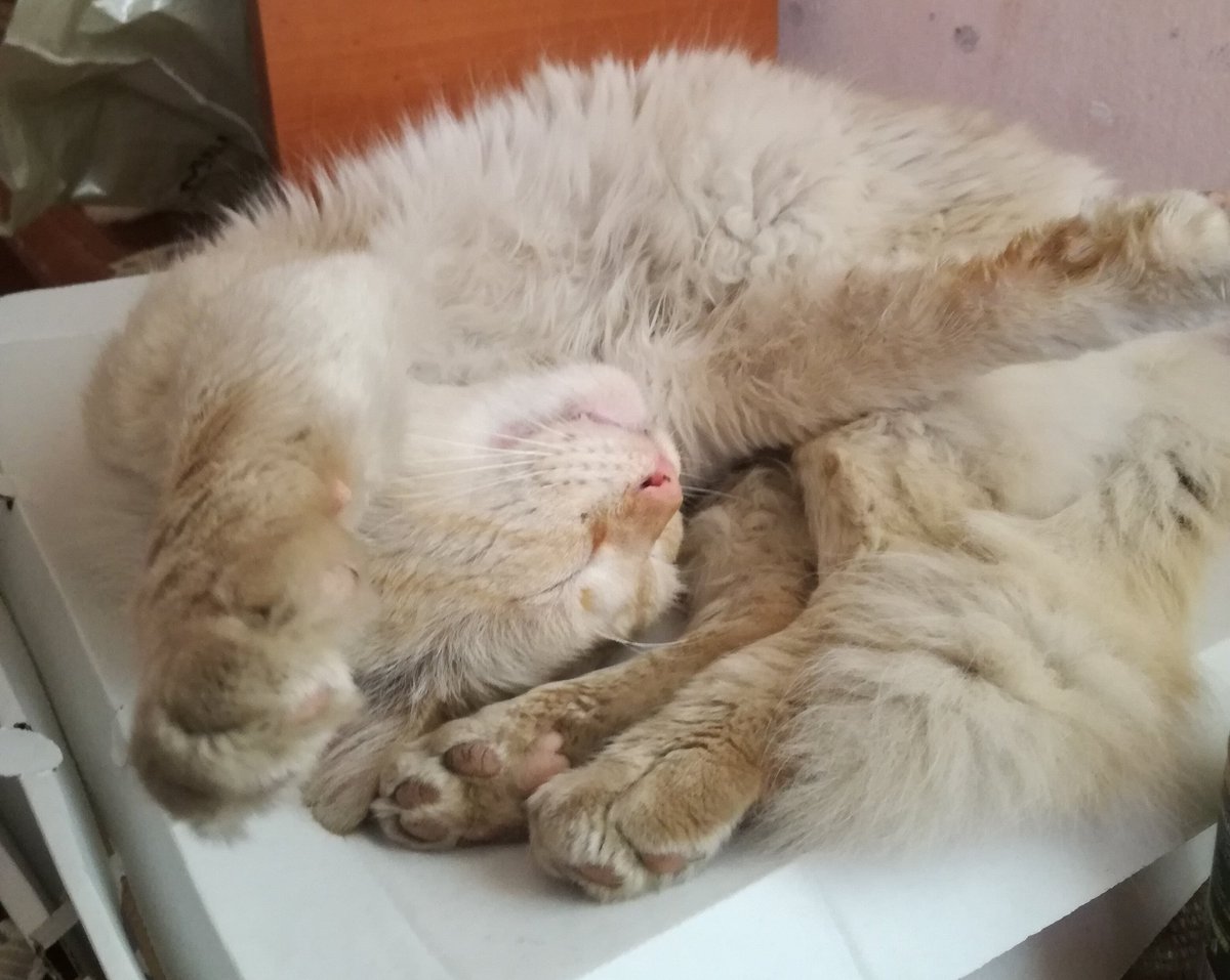 floofster1's tweet photo. Thank you guys for the amazing support! Thanks to you we reached 1.000 followers before my birthday! https://t.co/IsWbEaaOdA