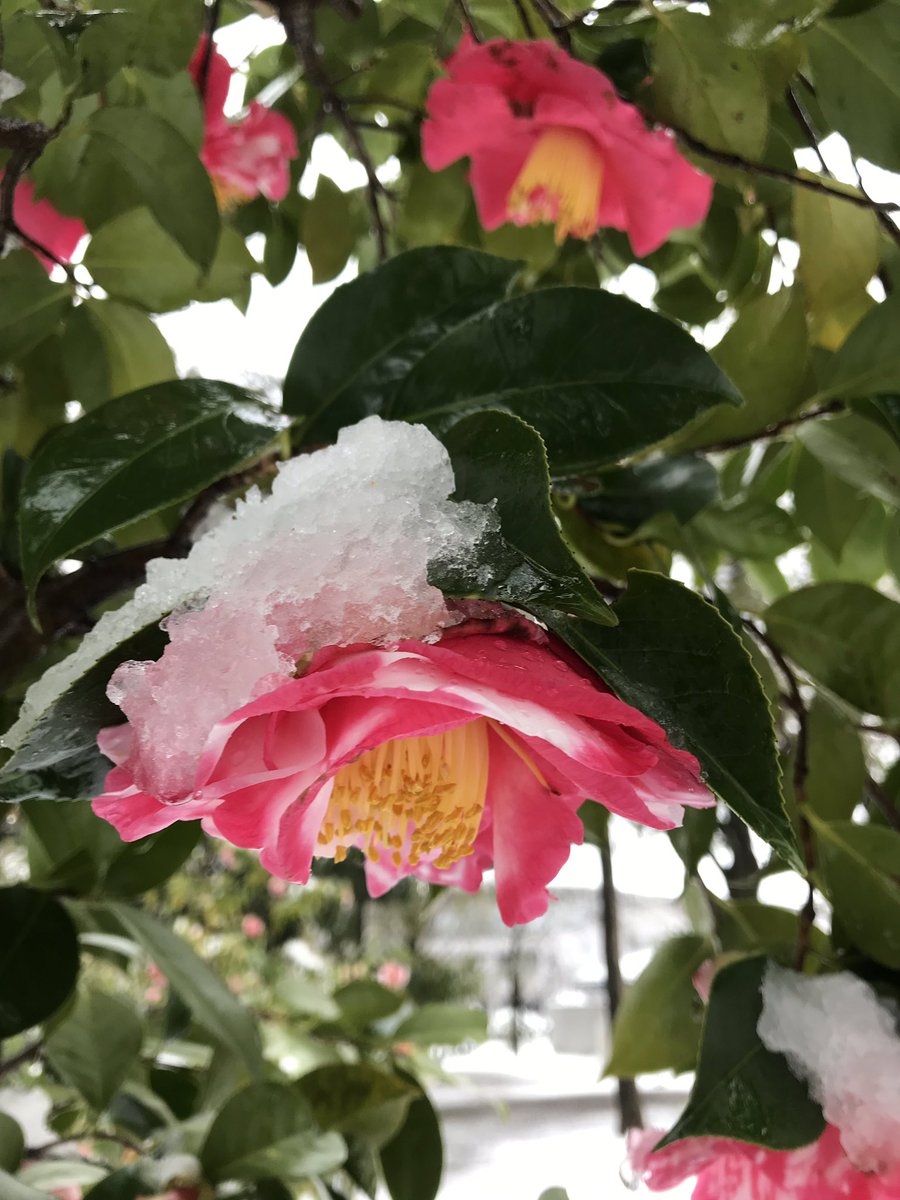 lidanchan's tweet photo. 2020年3月29日日曜日、コロナウィルスで外出自粛。雪が降って桜が満開です。東京は桜満開後に積雪　1969年以来51年ぶり。 https://t.co/A2daGhNq6g