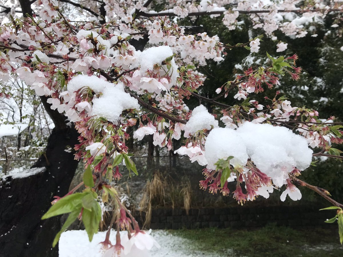 lidanchan's tweet photo. 2020年3月29日日曜日、コロナウィルスで外出自粛。雪が降って桜が満開です。東京は桜満開後に積雪　1969年以来51年ぶり。 https://t.co/A2daGhNq6g