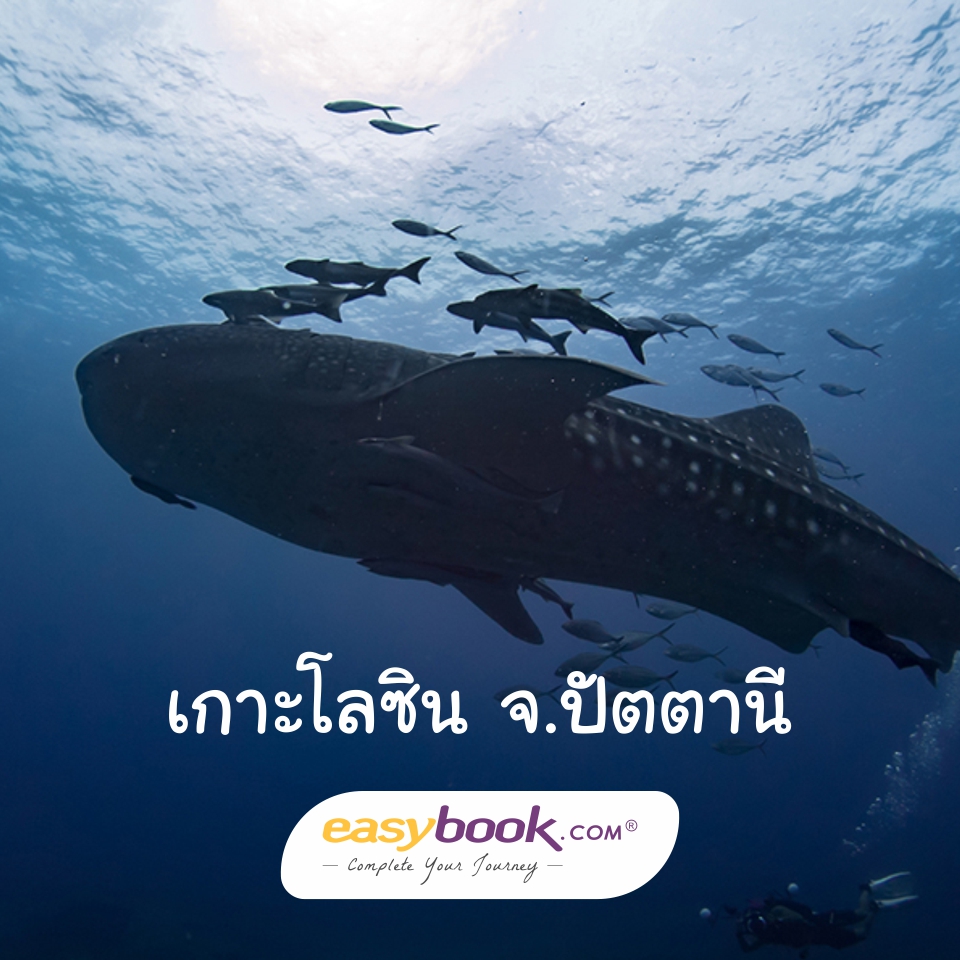 easybook_th's tweet photo. 🛤เกาะที่เล็กที่สุดในประเทศไทย เกาะโลซิน🛤

เป็นแหล่งดำน้ำและตกปลาที่มีชื่อเสียงแห่งหนึ่ง และเป็นเกาะที่เล็กที่สุดในประเทศไทย
อ่านเพิ่มที่ https://t.co/ACGpLR53en
#เที่ยวไทย #ททท #ท่องเที่ยว #ทัวร์ไฟไหม้ #โปรโมชั่น #โปรดี #ส่วนลด #ตั๋วโปร #ตั๋วรถไฟ
#amazingthailand #travel https://t.co/yzD0Z5NKT8
