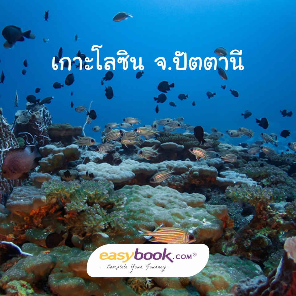 easybook_th's tweet photo. 🛤เกาะที่เล็กที่สุดในประเทศไทย เกาะโลซิน🛤

เป็นแหล่งดำน้ำและตกปลาที่มีชื่อเสียงแห่งหนึ่ง และเป็นเกาะที่เล็กที่สุดในประเทศไทย
อ่านเพิ่มที่ https://t.co/ACGpLR53en
#เที่ยวไทย #ททท #ท่องเที่ยว #ทัวร์ไฟไหม้ #โปรโมชั่น #โปรดี #ส่วนลด #ตั๋วโปร #ตั๋วรถไฟ
#amazingthailand #travel https://t.co/yzD0Z5NKT8
