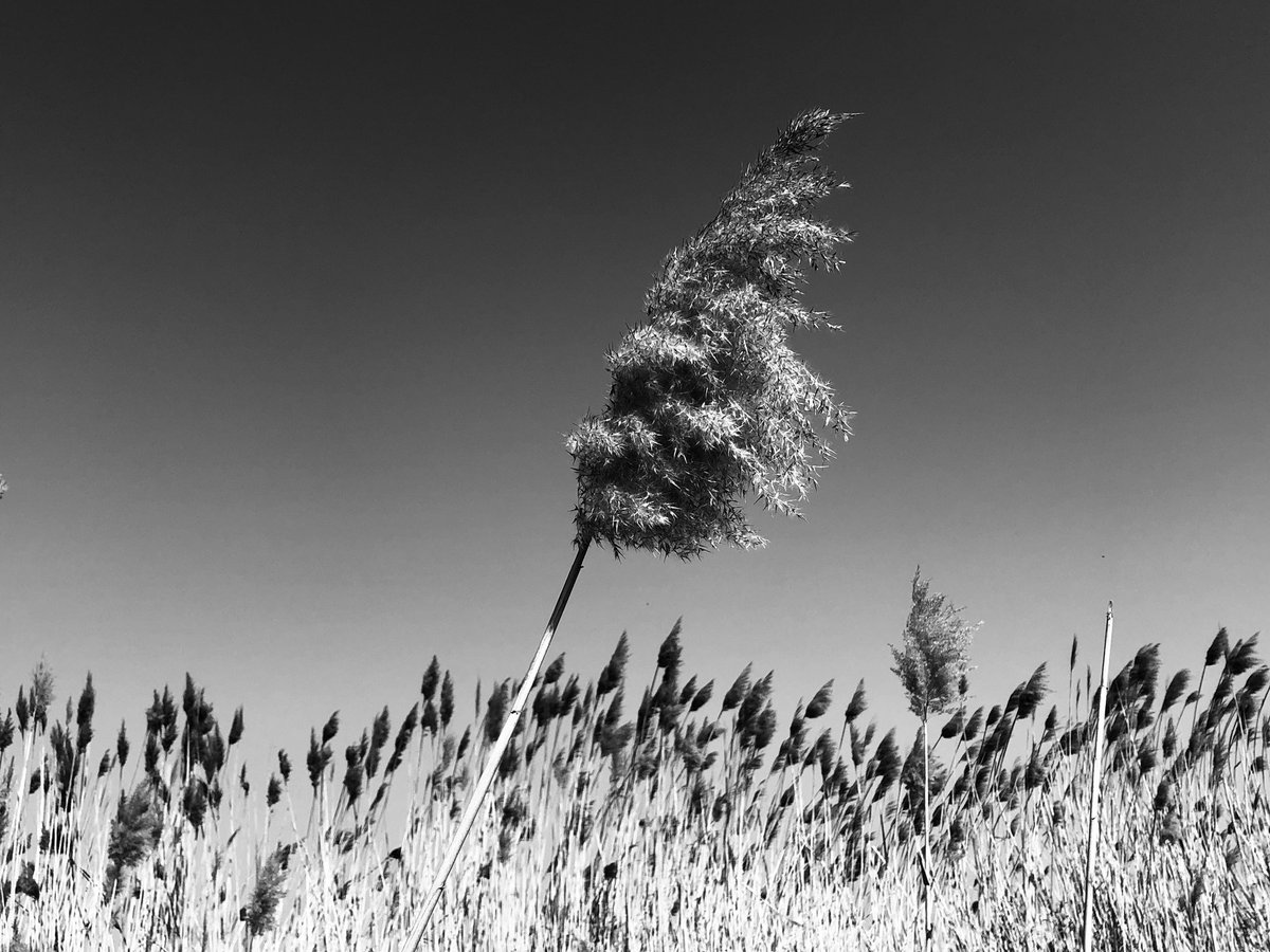 mad4len's tweet photo. stürmischer Frühlingstag 
#blackandwhitephotography #landscapephotography https://t.co/J33Vsz2CFo