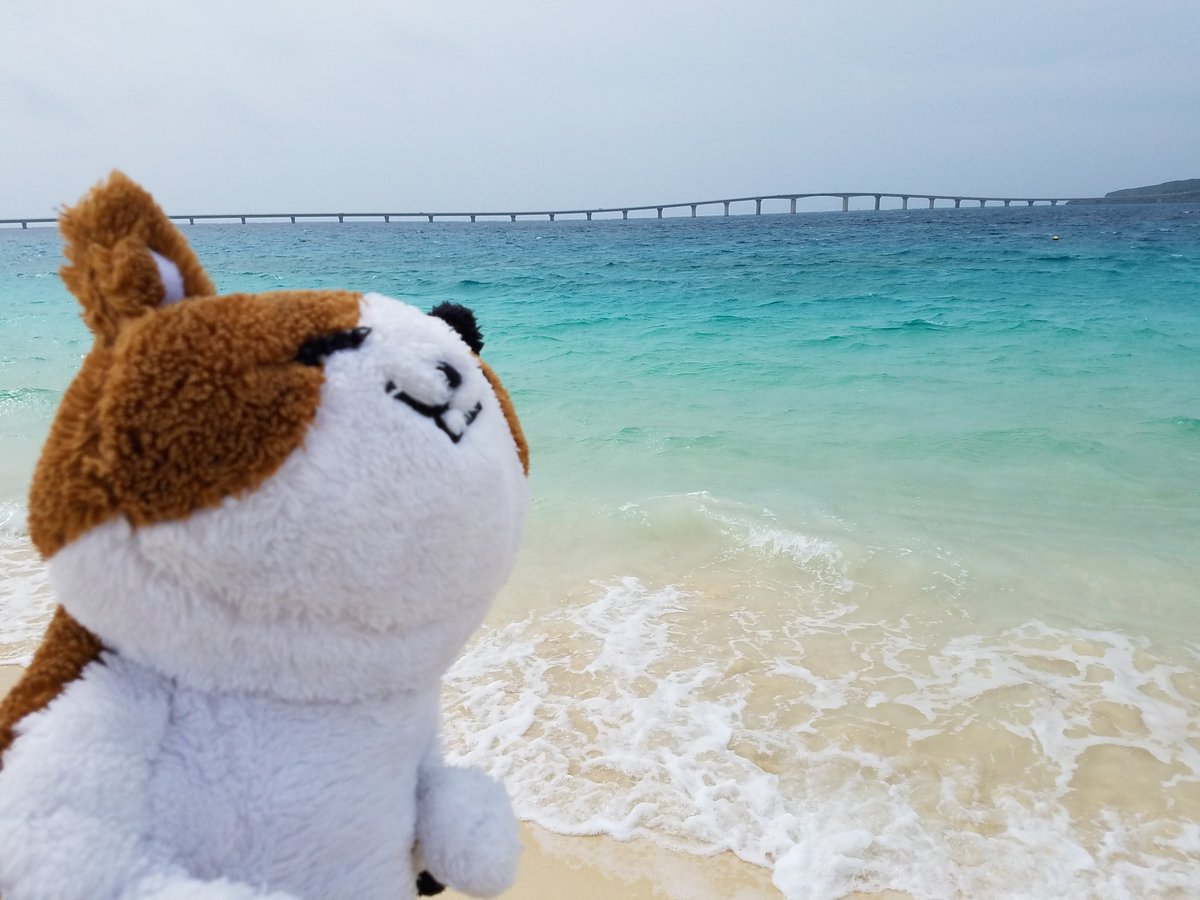 にゃん太添い寝ぬいぐるみ にゃん太添い寝ぬいぐるみ
